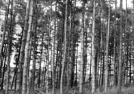 Pine Forest (Black and White)