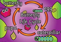 Butterfly Life Cycle Poster