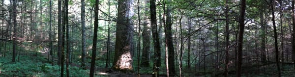 Forest Panoramic Photo