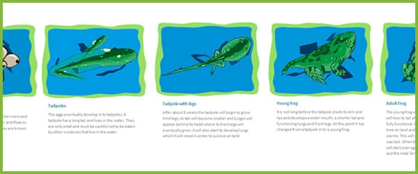 Life Cycle of a Frog