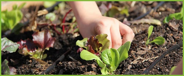 Gardening in Early Years Settings