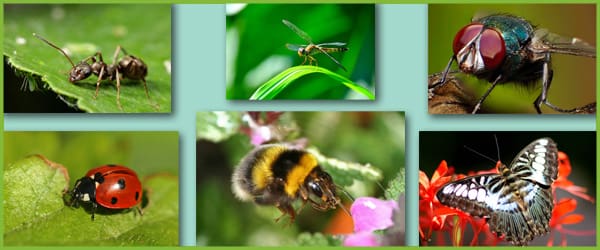 Minibeast / Insect Photo Pack