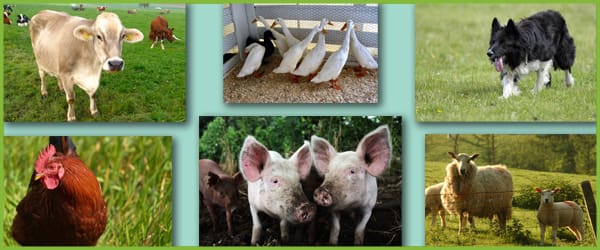 Farmyard animals