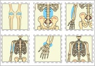 Bones Of The Body Bingo Cards