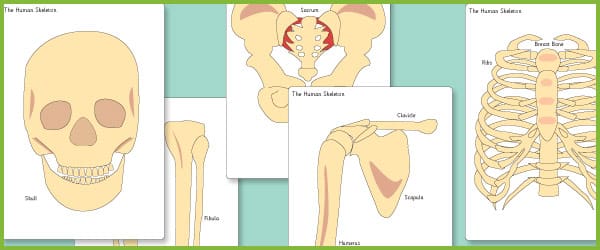 Human Skeleton Cut-outs