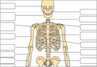 Human Skeleton Labelled