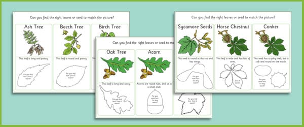 Matching Leaves and Seeds Game