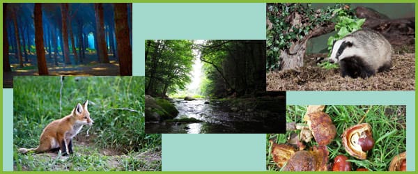 Woods/Forest Photo Pack