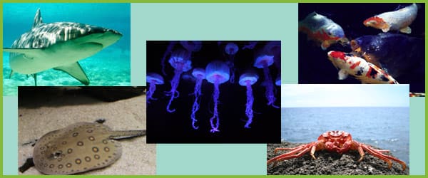 Under the Sea Photo Pack