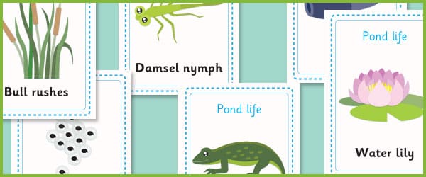 Pond life flash cards
