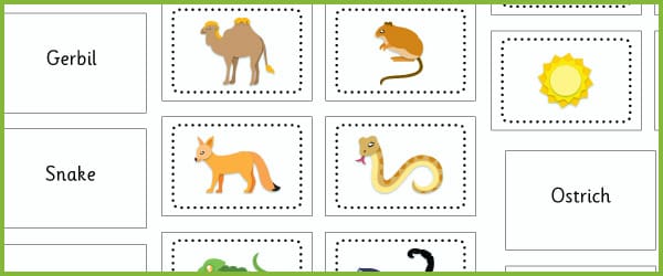 Desert Themed Flashcards