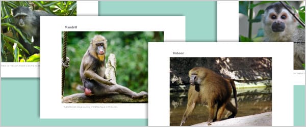 Monkey Photo Pack