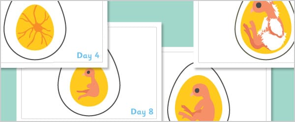 Chick Embryo Growth Posters