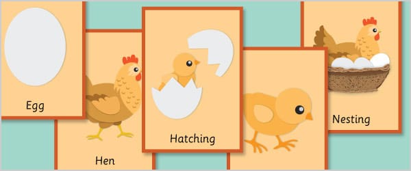 Hen Life Cycle Flash Cards