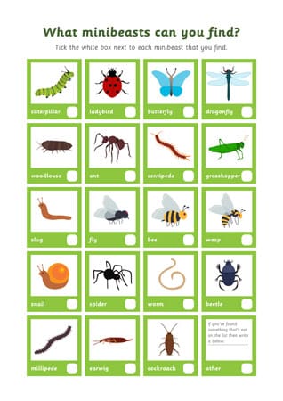 Minibeast Discovery Sheet