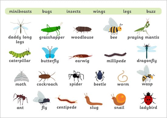 Minibeast Word Mat