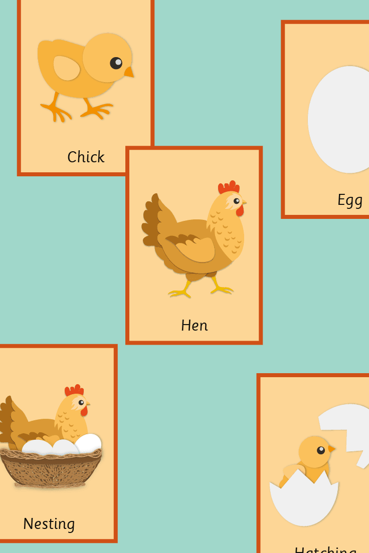 Hen Life Cycle Flash Cards