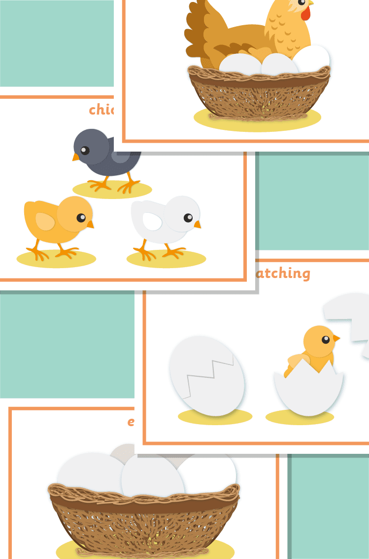 Hen Life Cycle Posters