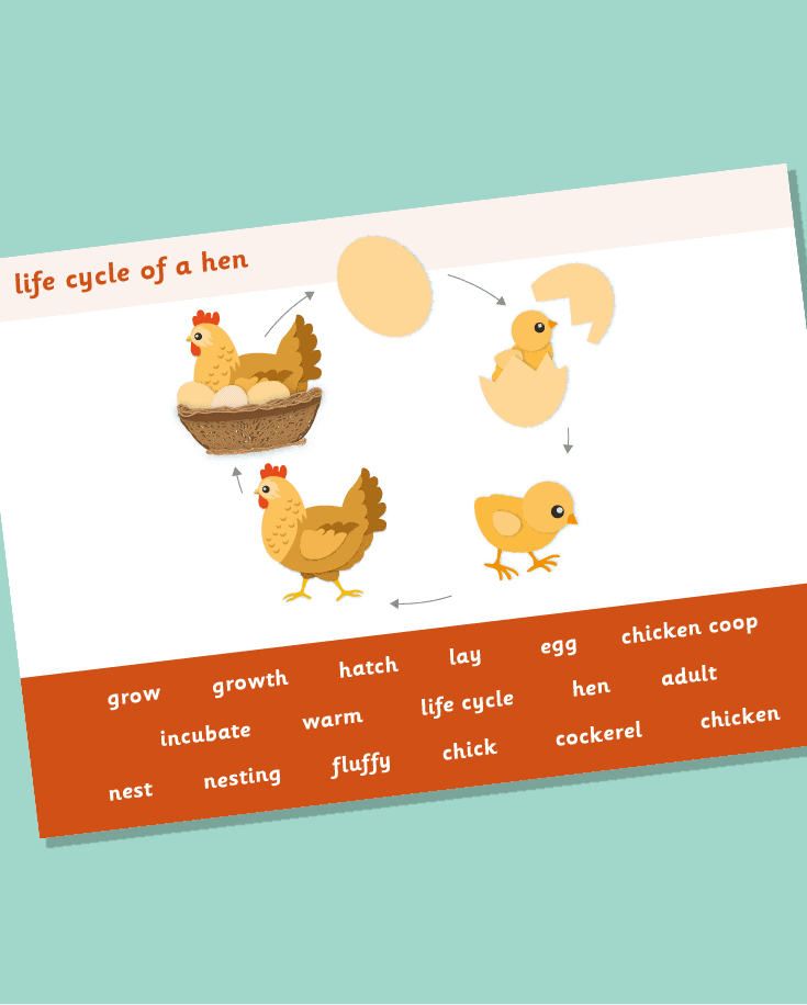 Life Cycle of a Hen Word Mat