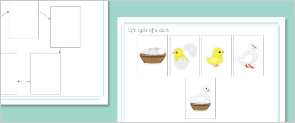 Duck Life Cycle Cut and Stick Cards