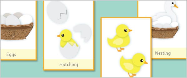 Duck Life Cycle Flash Cards