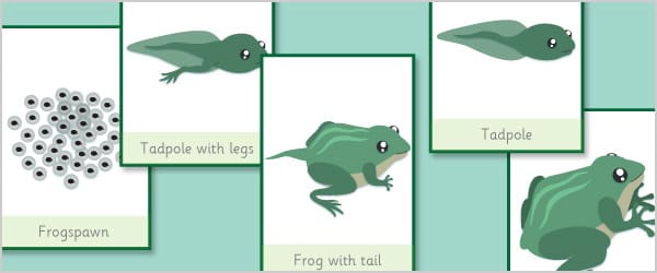 Frog Life Cycle Flash Cards
