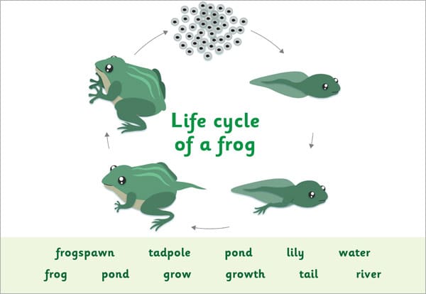 Life Cycle Frog Word Mat