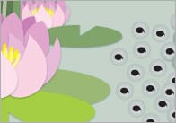 Life Cycle of a Frog Display Banner