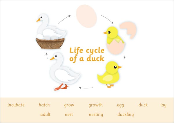 Life Cycle of a Duck Word Mat