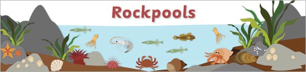 Rockpool Display Banner