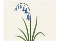Spring Flower / Botanical Posters