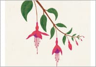Summer Flower / Botanical Posters