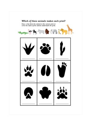 African Animal Footprint Activity