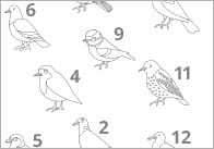 Birds Role, Add & Colour Maths Game